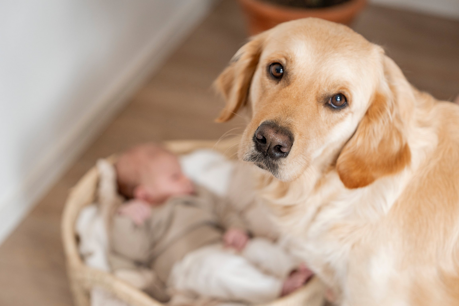 Lilly Golden Retriever Budget Couple